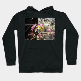 red Malus 'Radiant' crab apple blossoms #4 Hoodie